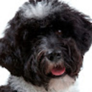 Meet your Posher, Autusa